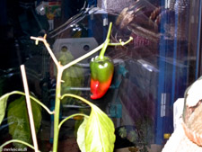 Our Chilies 2009